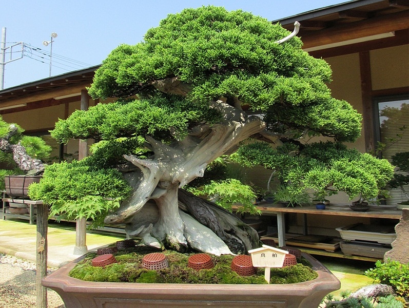 juniperus-chinensis-6